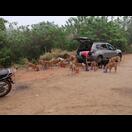 Nach dem Spaziergang gibt es zu fressen